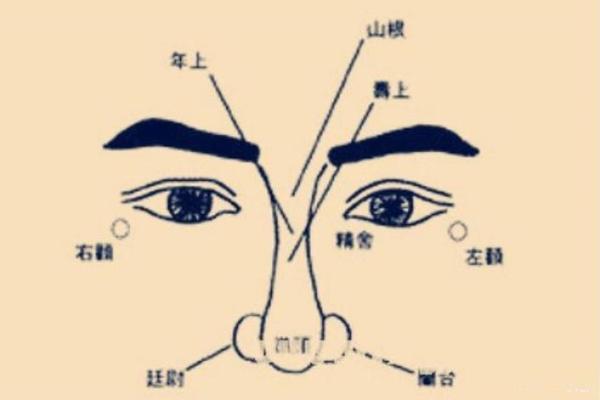 鼻头有肉的面相解析：财运与性格的深层联系