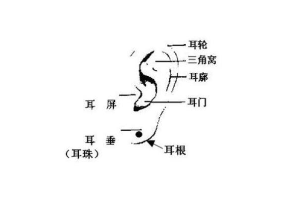 耳朵面相解析：如何通过耳朵看出一个人的性格与命运