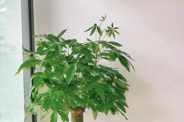 卧室放哪些植物有助于提升运气