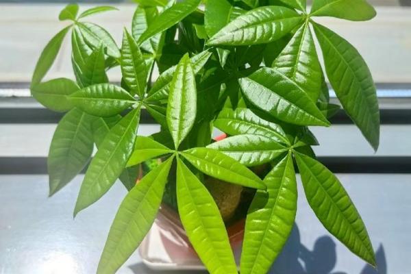摆放招财风水阵时常见错误及修正方法