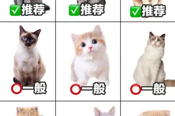 猫咪取名大全：适合各种性格和品种的名字推荐