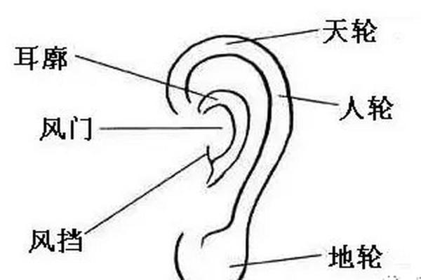 耳垂面相分析：解密耳垂与性格命运的关系