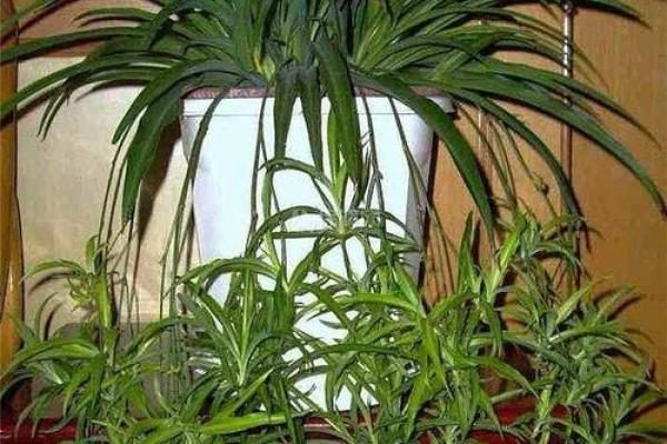 卧室植物风水配置的五大要点