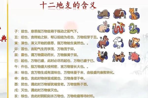 地支表的全面解析与应用指南
