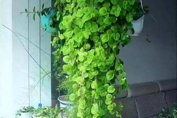 改善卧室气场的植物摆放建议