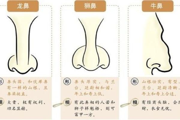 鼻型对面相学的影响及其潜在含义