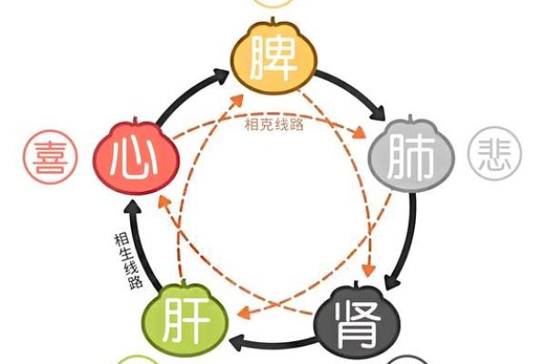肺在五行中的归属与健康关系解析