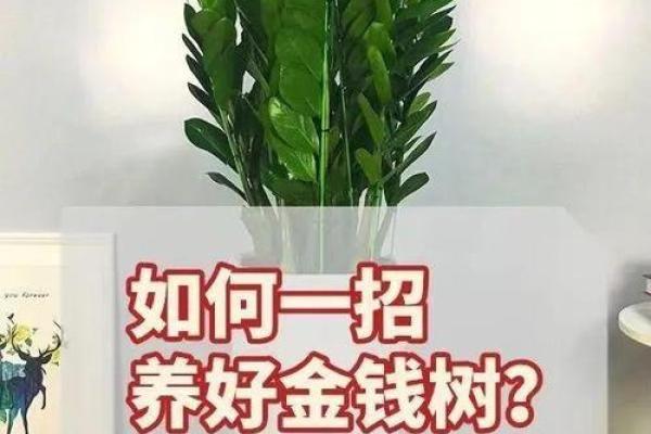 风水摆设如何助力家庭幸福与财富