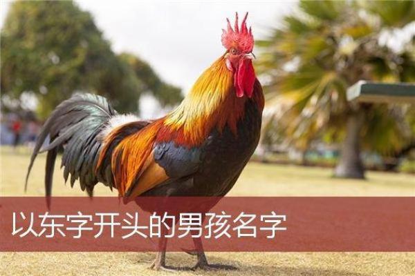 为鸡宝宝男孩选择名字的最佳方法