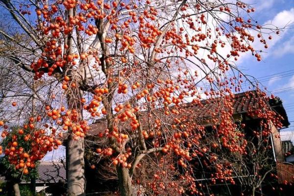 庭院风水设计要点：平衡阴阳打造吉祥之地