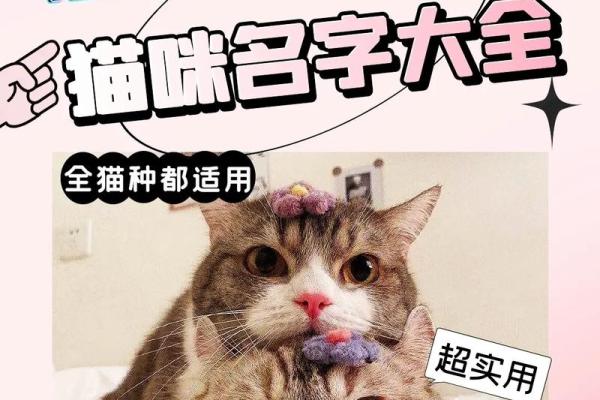 猫咪取名指南：如何为你的宠物选个独特又有意义的名字