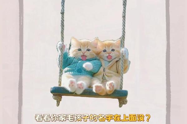 猫咪取名攻略：创意与个性兼备的灵感