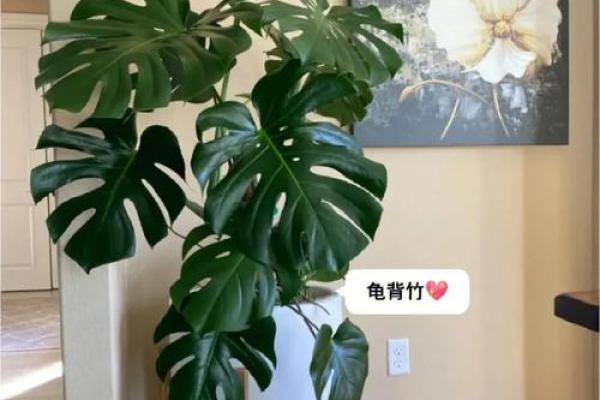 家门口风水宝物，让你的家运亨通