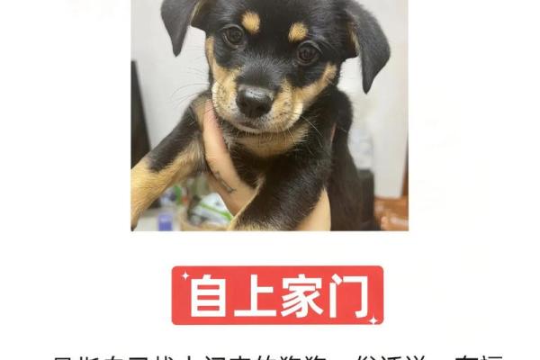 狗年旺财风水秘籍，让您财运亨通一整年！