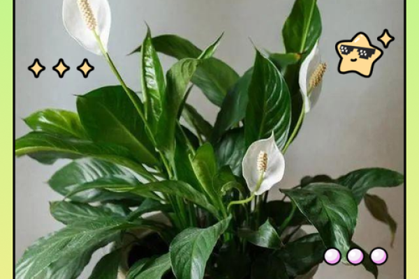 家居风水必备！养这些植物，财运亨通无阻！