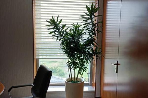 家居风水秘籍：花草摆放，让家居生机盎然，财运亨通
