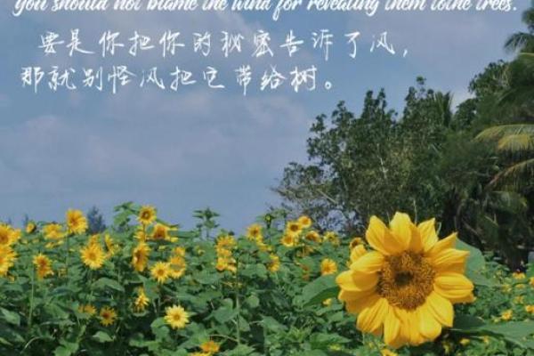 梦中花落：名字里的诗意与哲理