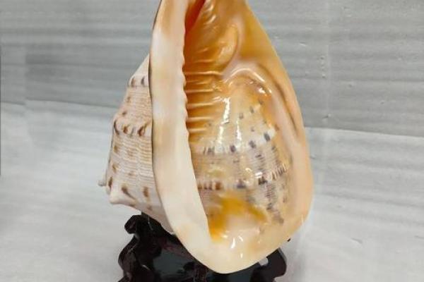 海螺在风水中的寓意与应用技巧