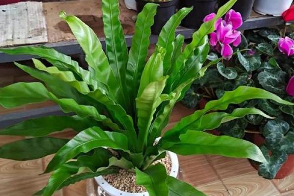 家居风水必知：植物招财指南，让你的财运旺上加旺