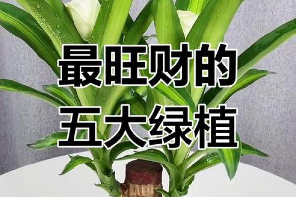 家居风水必知：植物招财指南，让你的财运旺上加旺