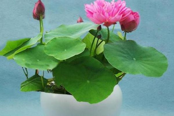睡莲风水秘法，让你的爱情甜蜜美满