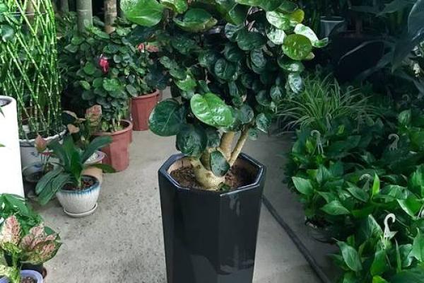花香四溢的办公室,揭秘风水摆花的风水奥秘 花香四溢的办公室,揭秘风水摆花的风水奥秘