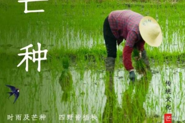 芒种到来,习俗盎然,农耕文化韵犹存 芒种到来,习俗盎然,农耕文化韵犹存