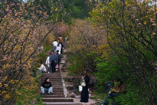 爬山节:探寻山野间的传统民俗之旅 爬山节:探寻山野间的传统民俗之旅
