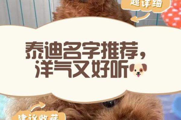 泰迪名字大揭秘:英文名字的魅力与寓意 泰迪名字大揭秘:英文名字的魅力与寓意