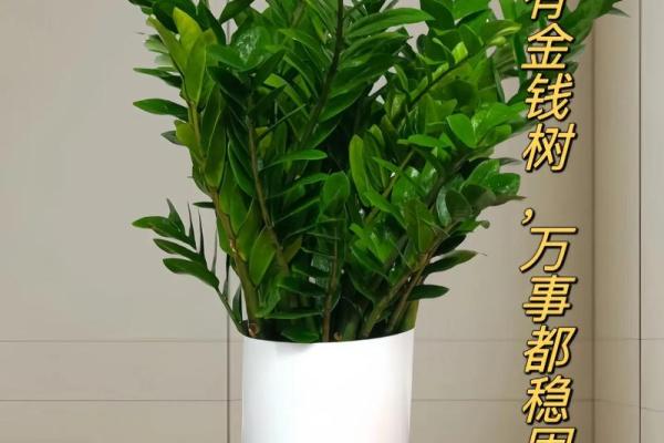 风水宝地，钱树旺财，财运亨通