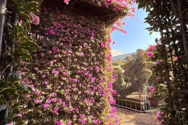 门前风水花摆设：旺运招财的秘密花园