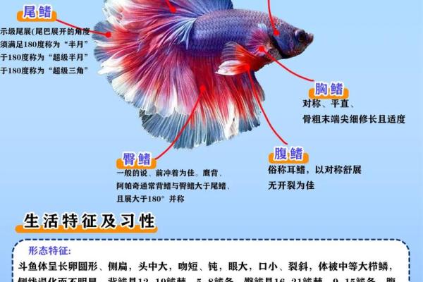 斗鱼风水摆法大揭秘，轻松招财旺运！