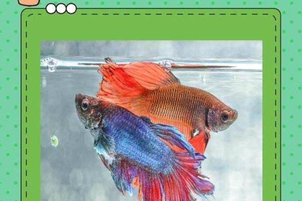 斗鱼风水摆法大揭秘，轻松招财旺运！