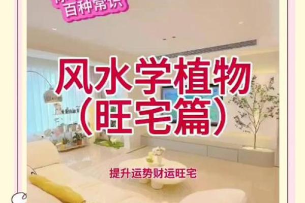 家居风水秘籍:招财植物大揭秘! 家居风水秘籍:招财植物大揭秘!