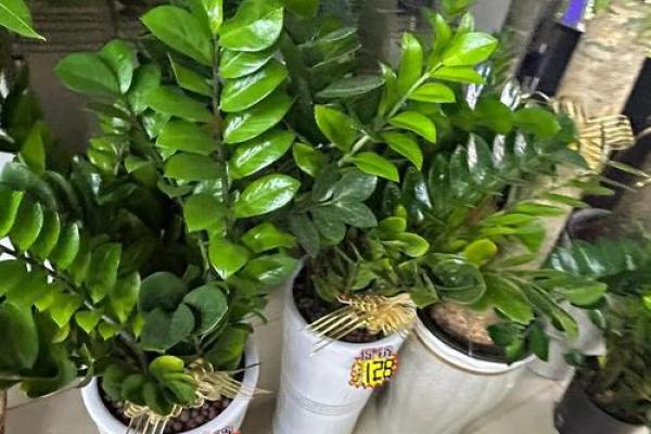 家居风水秘籍:招财植物大揭秘! 家居风水秘籍:招财植物大揭秘!