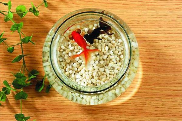 办公室风水秘籍：水仙布局，财运亨通！