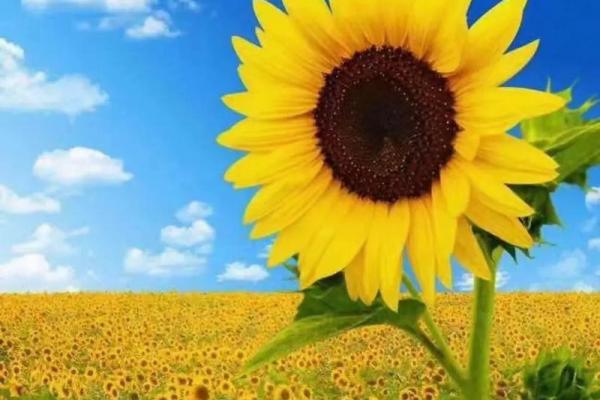 董安齐:文雅安详,事业顺利,人生美满的吉祥名号 董安齐:文雅安详,事业顺利,人生美满的吉祥名号