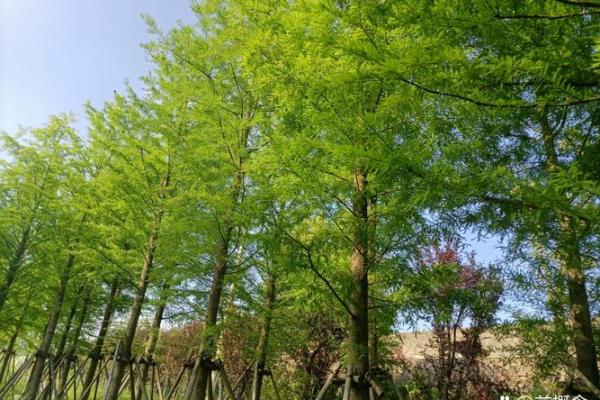 小树:生机勃勃的寓意,温暖人心的名字 小树:生机勃勃的寓意,温暖人心的名字