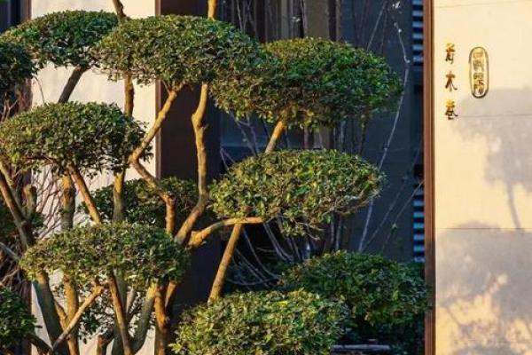 网红楼盘风水学:科学与传统的完美结合 网红楼盘风水学:科学与传统的完美结合